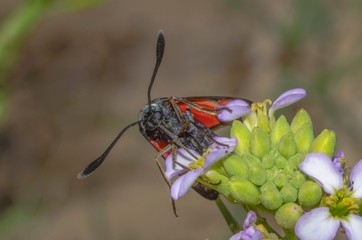 Esemplare di farfalla Zygaena filipendulae in primo piano sopra un fiore