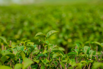green grass with water drops