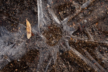 A galaxy of freezing ice