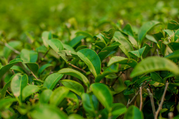 green plant in the garden