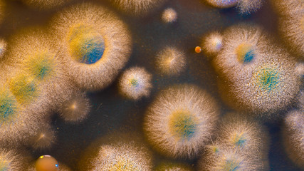 close up petri dish with microbe colony