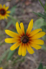 yellow flower