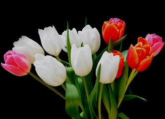 Tulips on a black background. Bouquet of tulips.