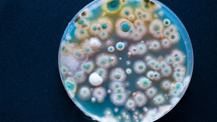 close up petri dish with microbe colony