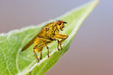 Dungfliege