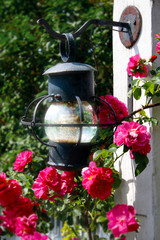 Lantern in the Rose Garden