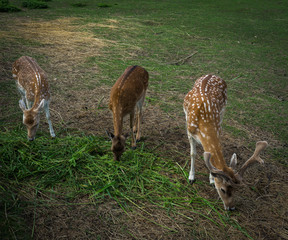 Fallow deer family graze in the meadow.