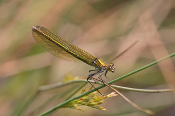Geb&auml;nderte Prachtlibelle