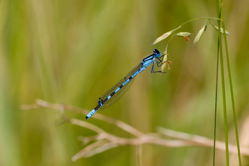 Gro&szlig;e Pechlibelle