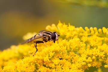 Schwebfliege