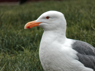 Bird close up