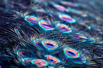 Beautiful feathers. Peacock tail close up.