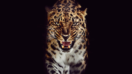 Le léopard grogne, portrait isolé sur fond noir