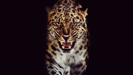Tuinposter Leopard growls, isolated portrait on black background © Savory