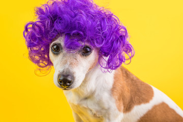 Portrait of funny dog in violet curly wig. Sad look. Yellow background