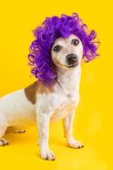 Smiling happy dog in lilac wig. Yellow background. Cute pets emotions.