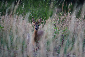 Junges Reh (Ricke) in einem Grasfeld