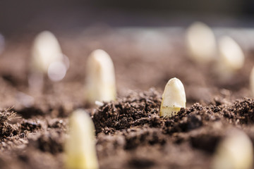 Weisser spargel wächst aus der erde
