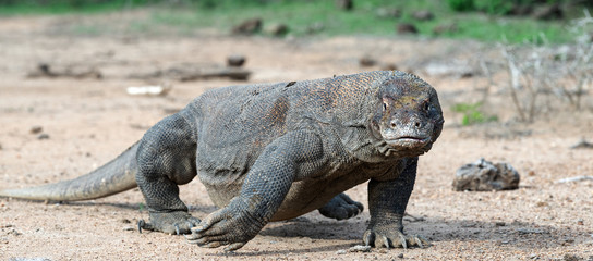 Walking komodo dragon, front view. Close up. Scientific name: Varanus Komodoensis. Indonesia. Rinca Island.