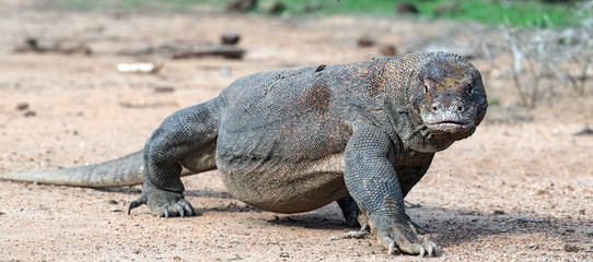 Fototapeta premium Walking komodo dragon, front view. Close up. Scientific name: Varanus Komodoensis. Indonesia. Rinca Island.