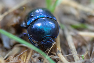 Makroaufnahme blau schillernder Waldmistkäfer