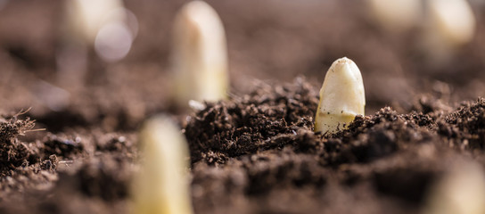 Weisser spargel wächst aus der erde