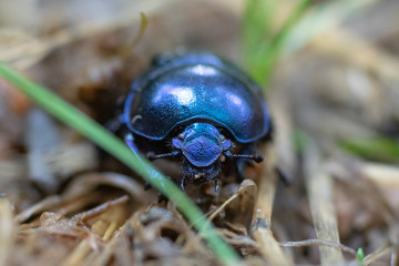 Makroaufnahme blau schillernder Waldmistkäfer