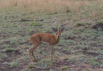 Dikdiks in der Savanne vom in Simbabwe, Südafrika 