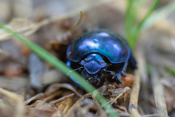 Makroaufnahme blau schillernder Waldmistkäfer