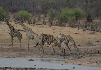 Fototapeta na wymiar Giraffe in der Savanne vom in Simbabwe, Südafrika 