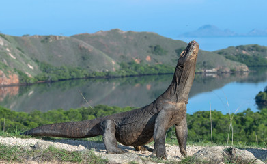 Komodo dragon.  The dragon raised his head. Scientific name: Varanus Komodoensis. Indonesia. Rinca Island.