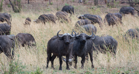 Obraz premium Kaffernbüffel in der Savanne vom in Simbabwe, Südafrika
