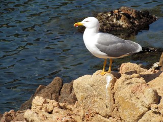seagull standing in the sunlight on a rock in the costa brava of Spain