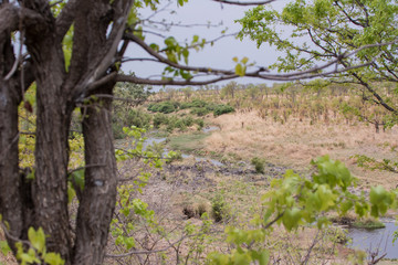 Fototapeta na wymiar Steppenlandschaft Hawange National Park in Simbabwe Süd Afrika