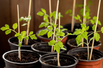 Junge Tomatenpflänzchen in Töpfen