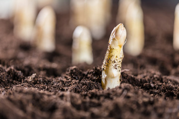 Weisser spargel wächst aus der erde