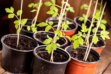 Junge Tomaten-Setzlinge im Topf