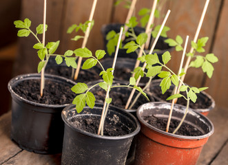 Tomatenpflanzen im Topf