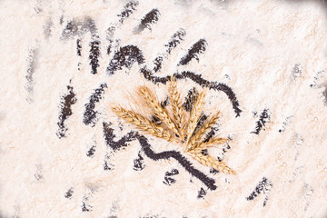 Reap of durum wheat from different varieties. Background: flour scattered on the table.  Top view.