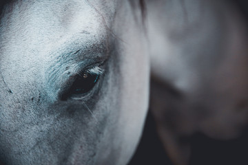 horse's eye in the barn