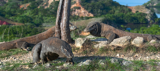 Walking komodo dragon. Scientific name: Varanus Komodoensis. Indonesia. Rinca Island.