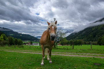 Horses on pasture in Verfenveng, Austria, Europe, wild natural scenery