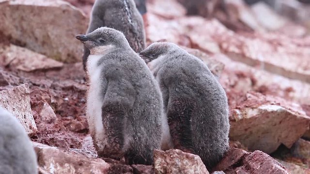 Chinstrap Penguin chicks close up in Antarctica