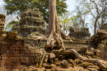 Cambodia Ta Prohm famous jungle giant tree roots embracing temples, revenge of nature against human buildings. Angkor thom complex at Siem Reap