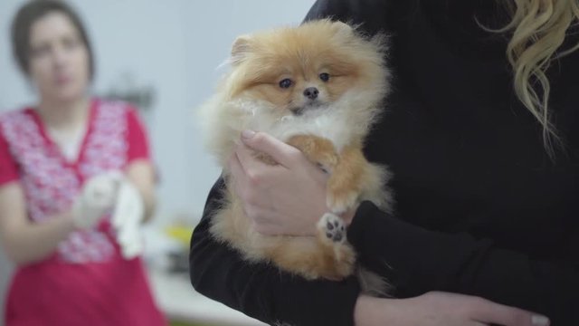 Woman hands holding small dog pomeranian spitz waiting for medical examination in veterinary clinic close up. Blured veterinarian putting on rubber gloves in the background. Animal treatment