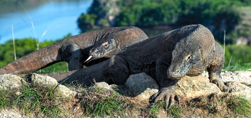 Komodo dragon.  Scientific name: Varanus Komodoensis. Indonesia. Rinca Island.