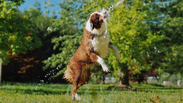Active dog playing with a garden hose in the garden