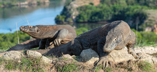 Komodo dragon.  Scientific name: Varanus Komodoensis. Indonesia. Rinca Island.