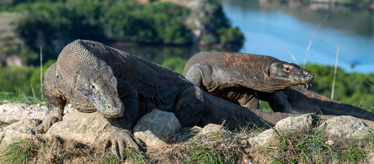 Komodo dragon.  Scientific name: Varanus Komodoensis. Indonesia. Rinca Island.