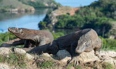 Obraz premium Komodo dragon. Scientific name: Varanus Komodoensis. Indonesia. Rinca Island.